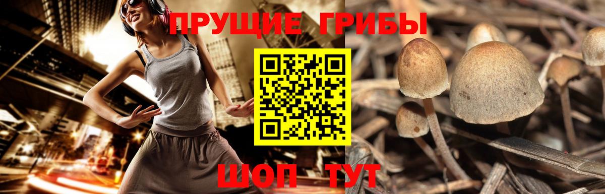 Галлюциногенные грибы MAGIC MUSHROOMS  Псилоцибиновые грибы MAGIC MUSHROOMS  Вход с VPN  Сызрань 